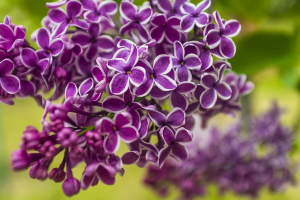 Purple lilac flowers bush — Stock Photo, Image