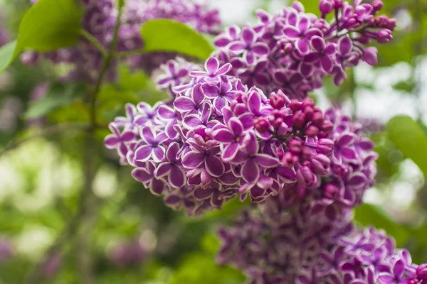 Mor Eflatun çiçekler bush — Stok fotoğraf