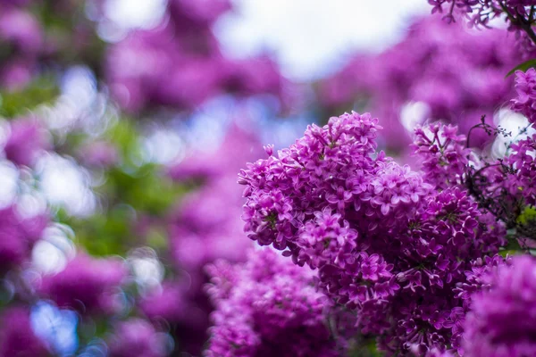 ดอกลิลลาคสีม่วง พุ่มไม้ — ภาพถ่ายสต็อก