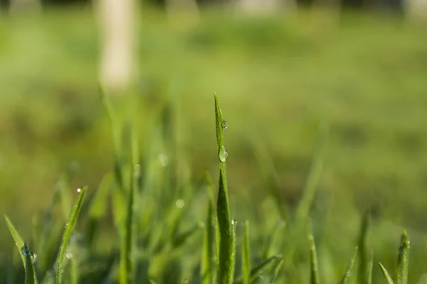 Water drops on the green grass (Shallow Dof) — Stock Photo, Image