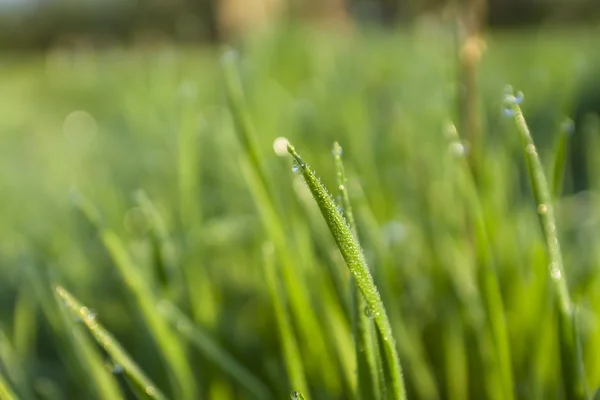 Kapky vody na zelené trávě (mělký dof) — Stock fotografie