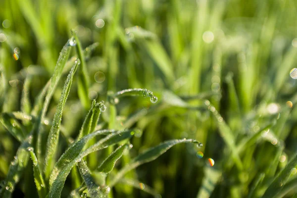 水滴在青青的草地 (浅景深) — 图库照片