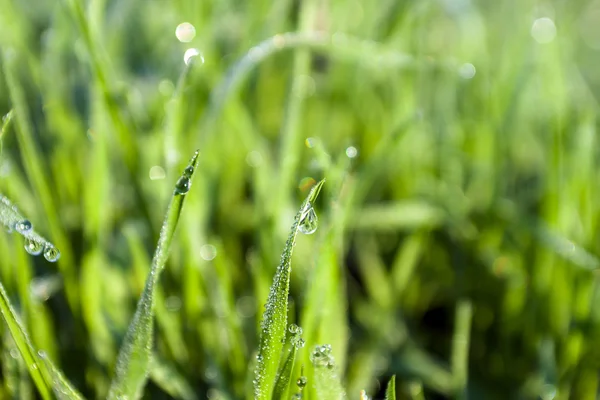 Water drops on the green grass (Shallow Dof) — Stock Photo, Image