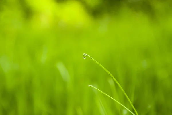 Wassertropfen auf dem grünen Gras (flache dof) — Stockfoto