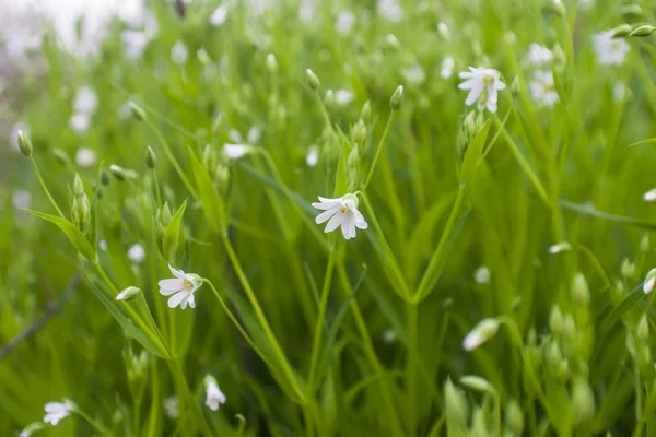 Primavera é o momento para esta bela flor — Fotografia de Stock