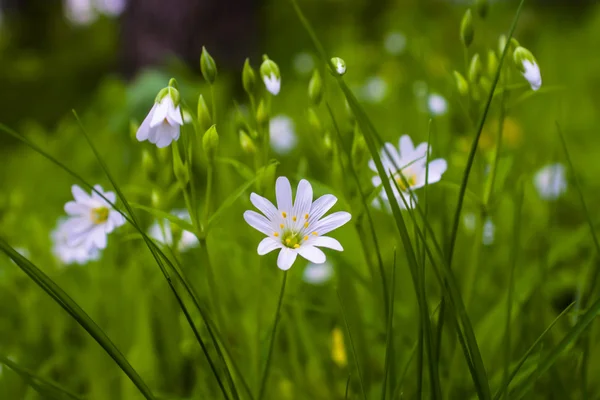 Jaro je okamžik pro tuto krásnou květinu — Stock fotografie