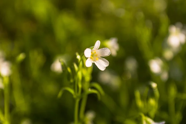 La primavera è il momento per questo bellissimo fiore — Foto Stock