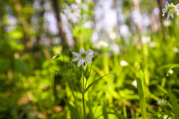 La primavera è il momento per questo bellissimo fiore — Foto Stock