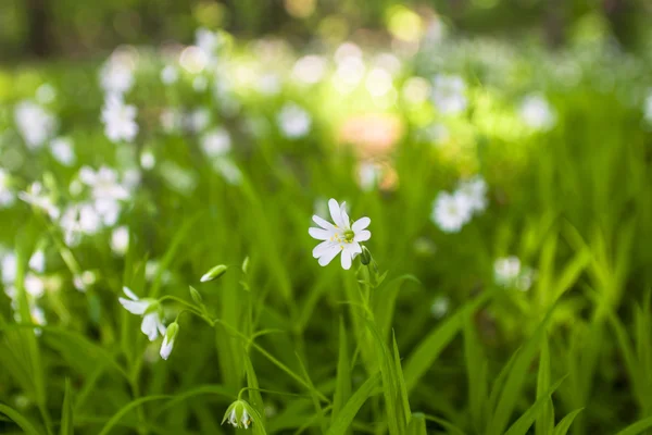 春天是花朵绽放的季节 — 图库照片