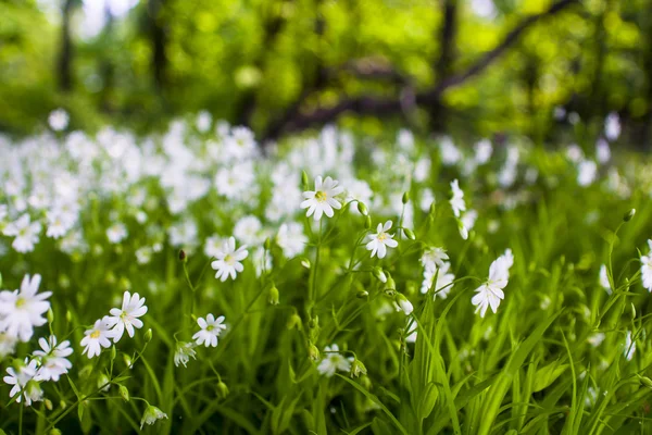 Springtime is the moment for this beautiful flower