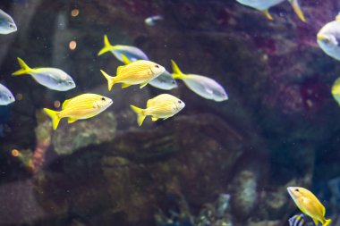 tropikal balık üzerinde coral reef akvaryum fotoğraf