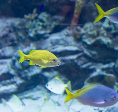 tropikal balık üzerinde coral reef akvaryum fotoğraf