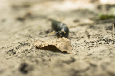 Siyah ve turuncu sülük. Arion sp.