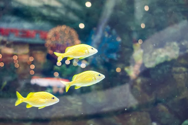 Foto de un pez tropical en un arrecife de coral en el acuario — Foto de Stock