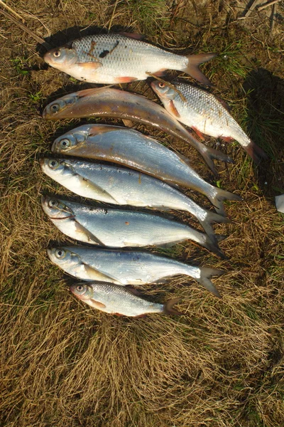 Sabrefish. — Fotografia de Stock