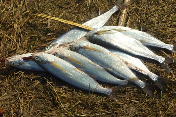 Sabrefish. — Fotografia de Stock