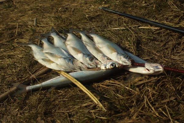 Sabrefish — 图库照片