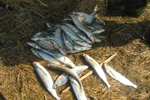 Sabrefish. — Fotografia de Stock