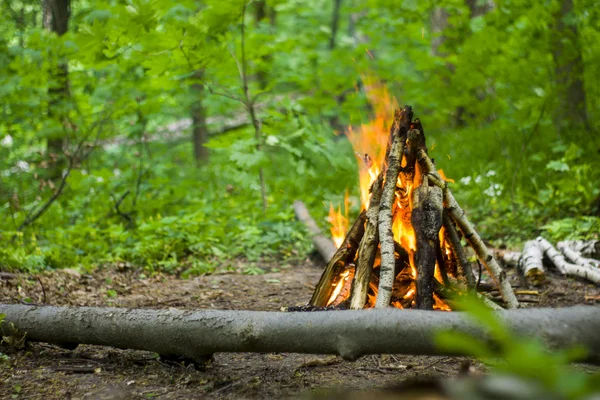 Bonfire, campfire in the summer forest — Stock Photo, Image