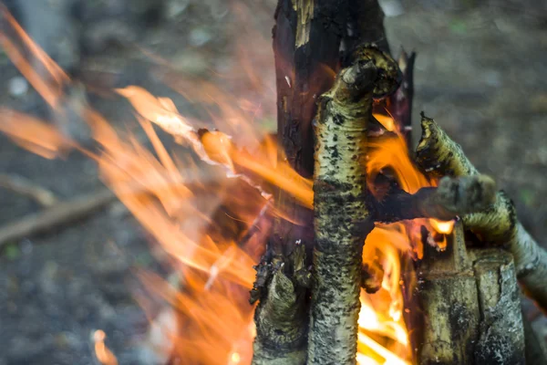 Lagerfeuer, Lagerfeuer im Sommerwald — Stockfoto