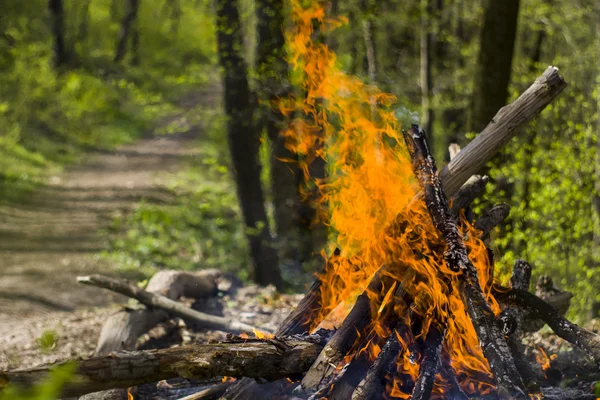 Bonfire, campfire in the summer forest — Stock Photo, Image