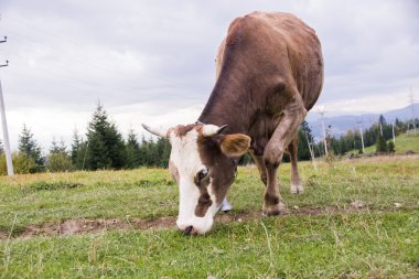 Karpatya dağlarında at sürüsü