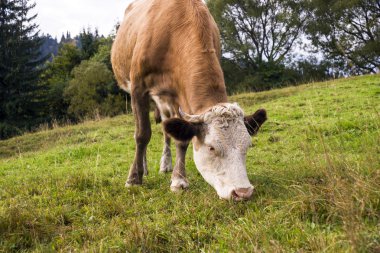 Karpatya dağlarında at sürüsü