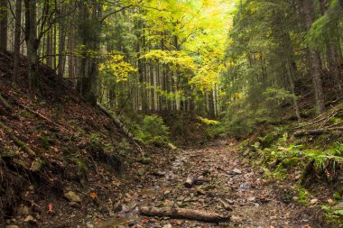 Orman manzara yaz Avrupa'nın çam