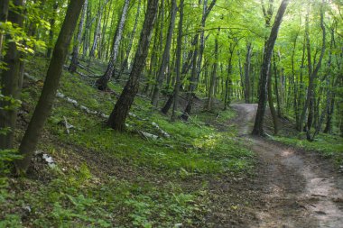 Orman manzara yaz Avrupa'nın çam