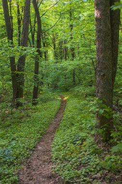 Orman manzara yaz Avrupa'nın çam