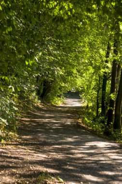 Orman manzara yaz Avrupa'nın çam