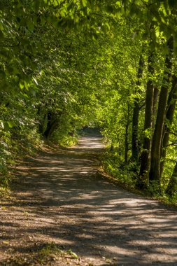 Orman manzara yaz Avrupa'nın çam