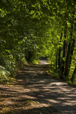 Orman manzara yaz Avrupa'nın çam