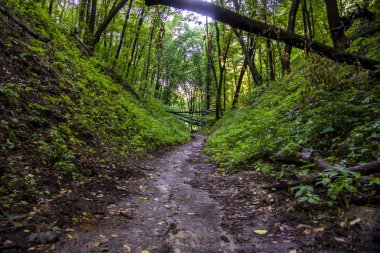 Orman manzara yaz Avrupa'nın çam