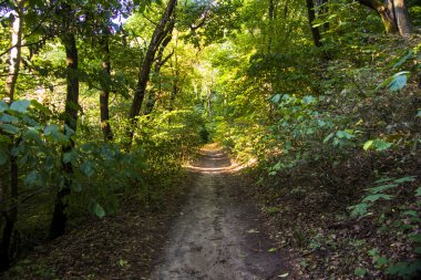 Orman manzara yaz Avrupa'nın çam