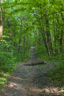 Orman manzara yaz Avrupa'nın çam
