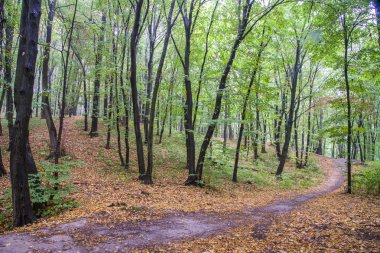 Orman manzara yaz Avrupa'nın çam
