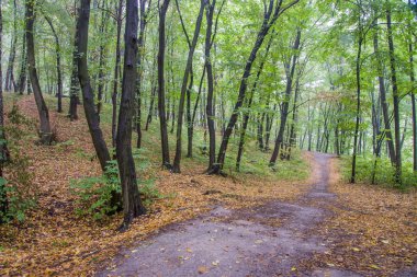 Orman manzara yaz Avrupa'nın çam