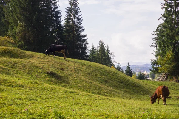 Lovascsorda a Kárpát-hegységben — Stock Fotó