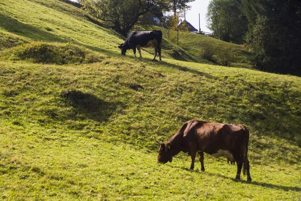 ฝูงม้าในภูเขา Carpathian — ภาพถ่ายสต็อก