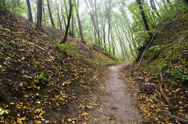 Sendero en el bosque — Foto de Stock