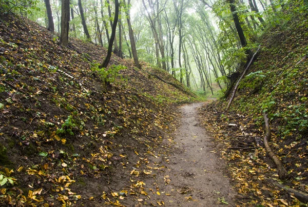 Sendero en el bosque — Foto de Stock