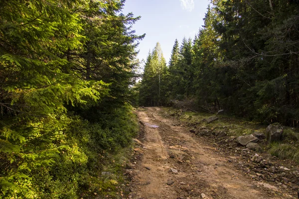 Chemin Dans La Forêt — Photo