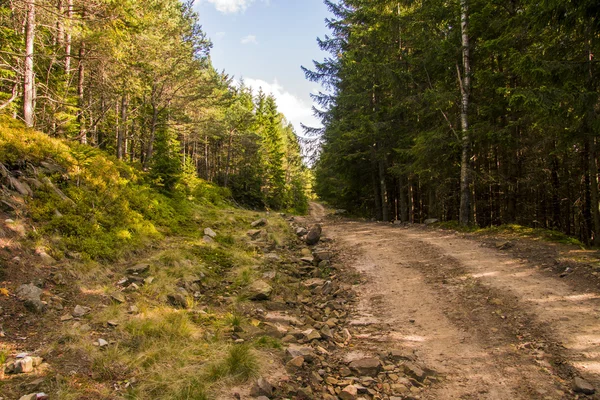 Chemin Dans La Forêt — Photo