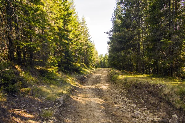 Chemin Dans La Forêt — Photo