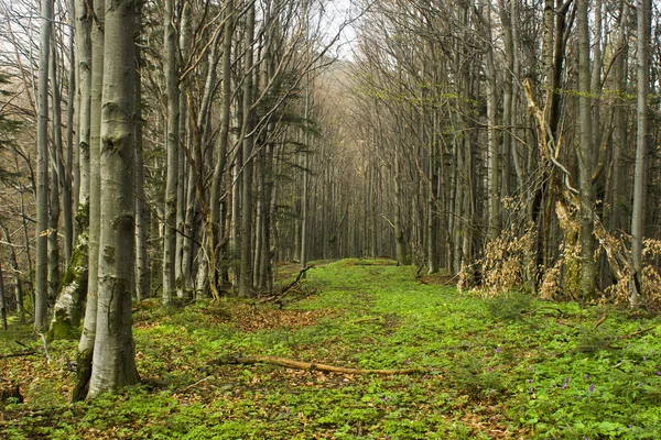 Fußweg im Wald — Stockfoto