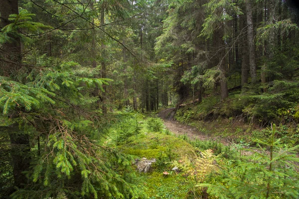 Paysage forestier en été europe pin — Photo