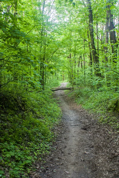 Paisaje forestal en verano pino de Europa — Foto de Stock