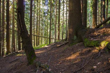 orman manzarası sabah