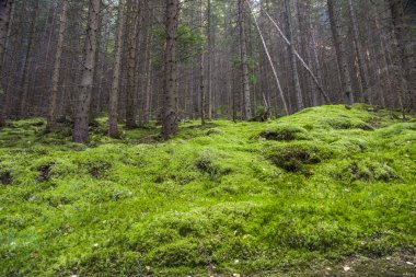 orman manzarası sabah
